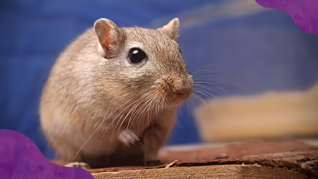 Small mouse with purple corner graphics.