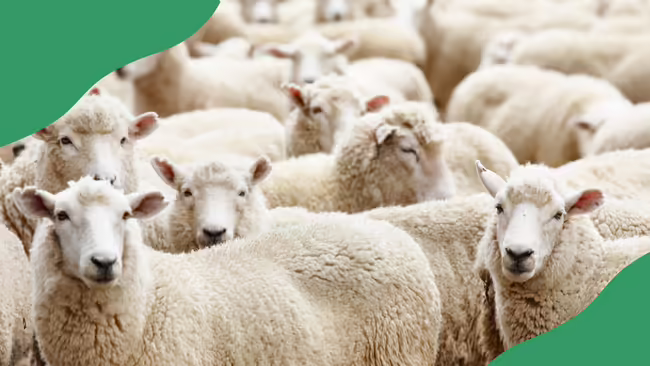 large group of sheep with green corner graphics.