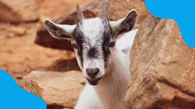 small goat hiding behind a rock with light blue corner graphics.