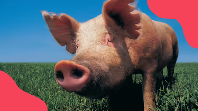 pig in a field of grass with pink corner graphics.