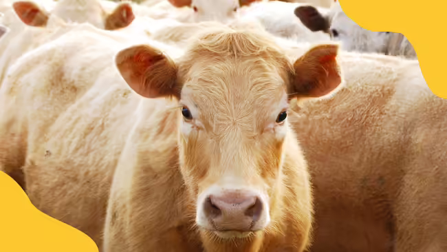 Steers with yellow corner graphics.