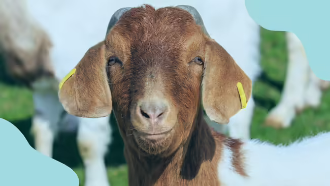 Goat with blue corner graphics.