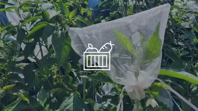 seed saver bag over flower with produce basket graphic