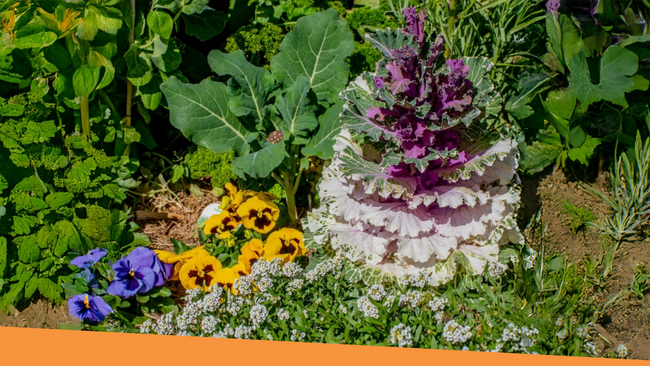 Various plants growing that are edible.