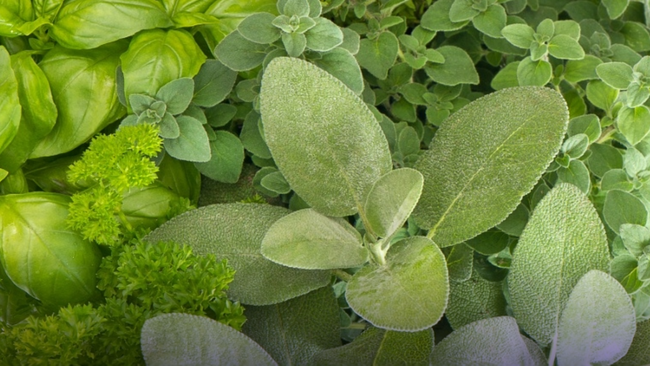 A variety of green herbs sitting on display.