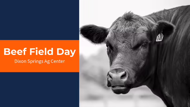 beef cow with Beef Field Day heading