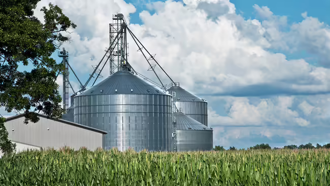 A corn field with a shed and grain bins in the background.