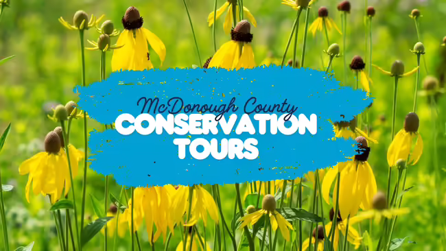 A photo of gray headed coneflowers with the words "McDonough County Conservation Tours" overlayed on the image.