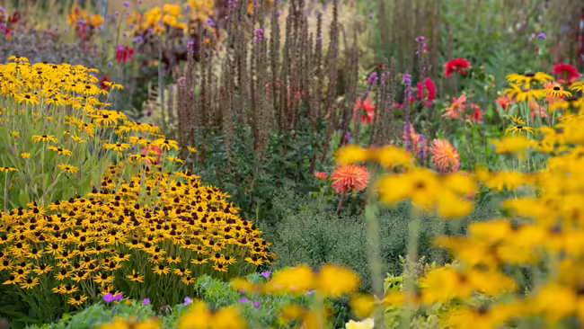 multiple types of bright colored flowers