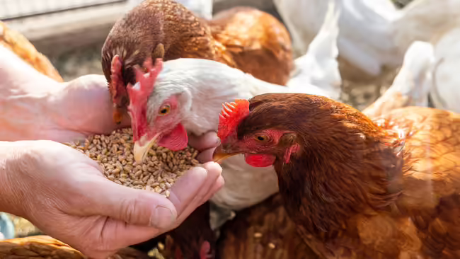A group of chickens eating feed out of a person's hands.