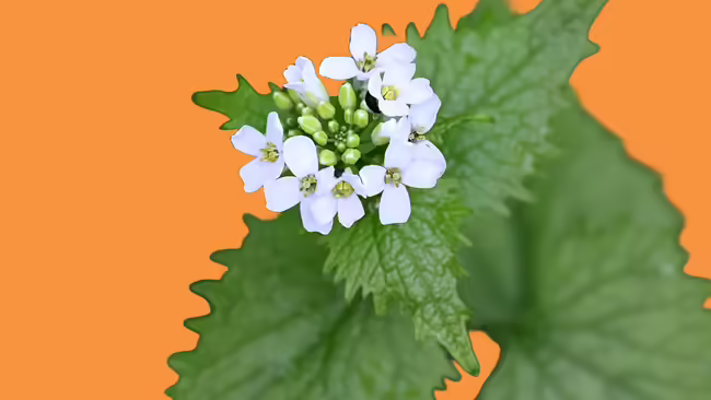 garlic mustard plant on orange background