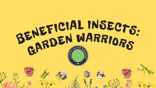 Beneficial Insects: Garden Warriors text pictured on a yellow background with wildflowers and insects