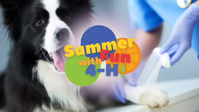 "Summer Fun with 4-H!" in front of dog getting its paw wrapped