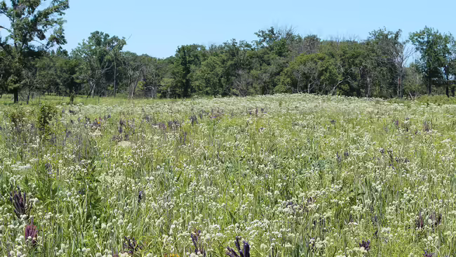 A photo of a spring landscape.