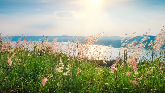 A sunrise over a lake surrounded by a field with pink flowers.