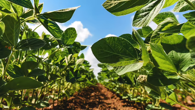 A row of soybeans