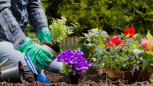 hands planting flowers in a garden