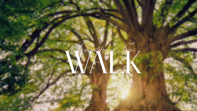 Trees in forest and words demystifying trees walk