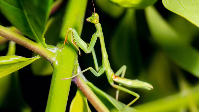 Praying Mantis