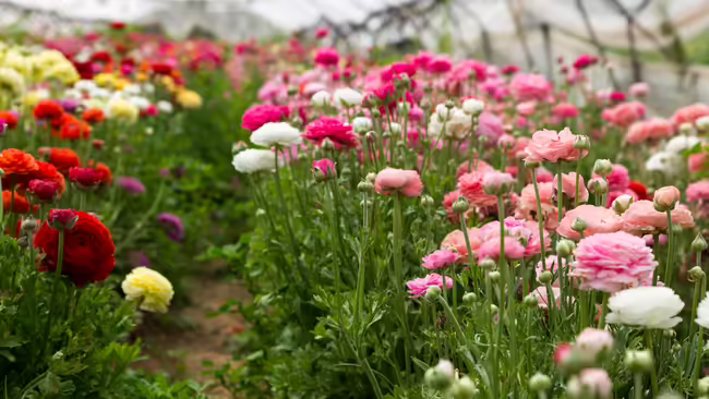 Colorful carnation flowers in a greenhouse