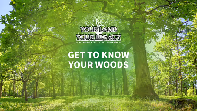Beautiful tree line with workshop title and logo of the workshop series.