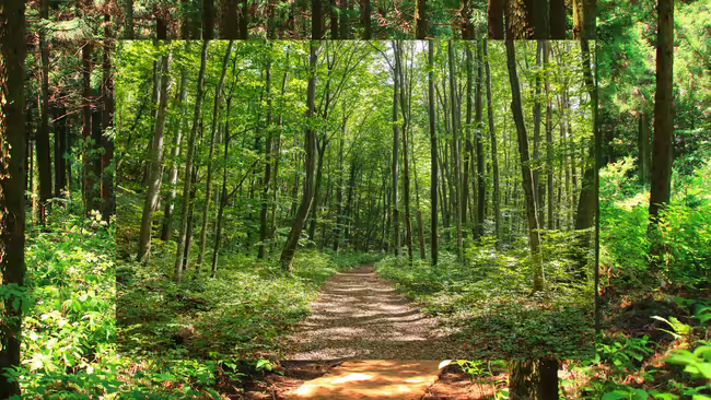 forest
