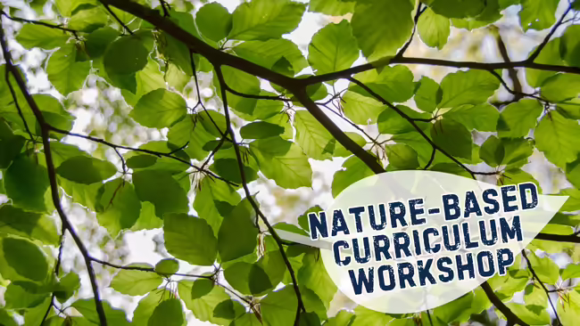 A photo looking towards the sky, through a tree canopy. Included is the title "nature-based curriculum workshop"