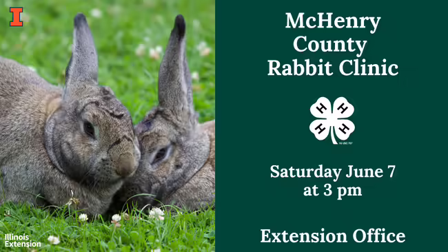 Rabbit Clinic - Two rabbits snuggling