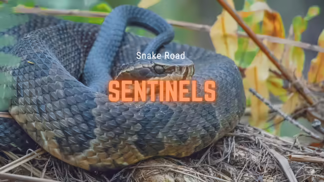 king snake