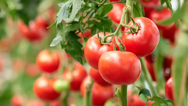 Red, ripe tomatoes on a vine.