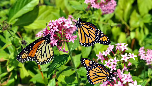 monarch butterflies standing on flowers