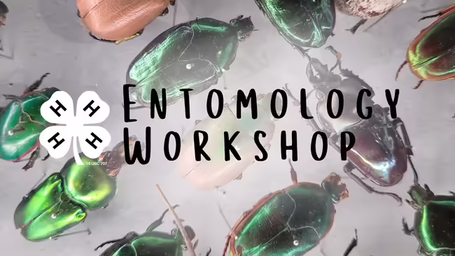beetles in the background