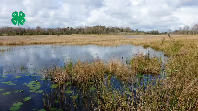 A marsh watershed.