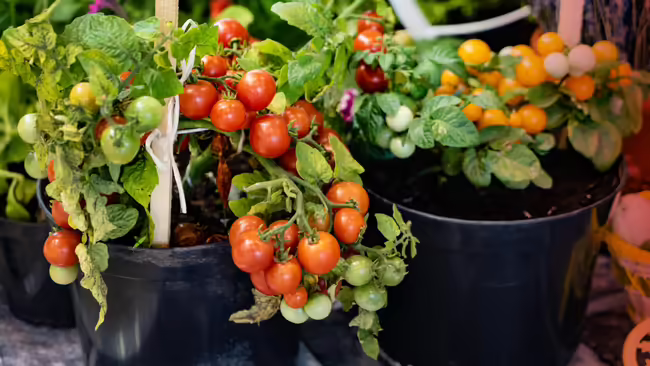 Tomato plants growing in black plastic containers.