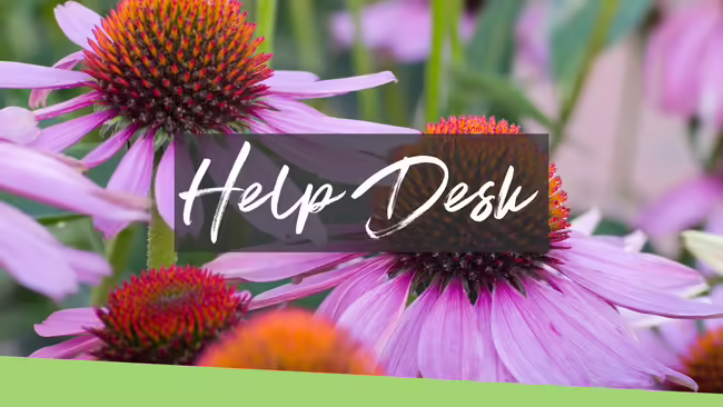 Purple cone flowers. Text in middle reads Master Gardener Help Desk