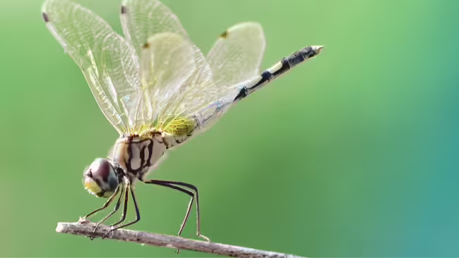 dragonfly