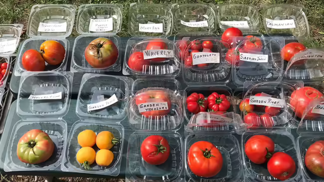 tomatoes