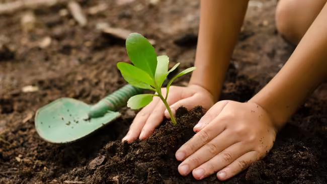 youth hands planting a plant with green shovel