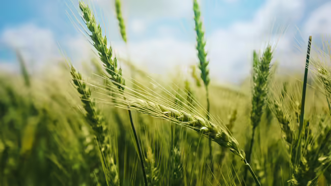 wheat field