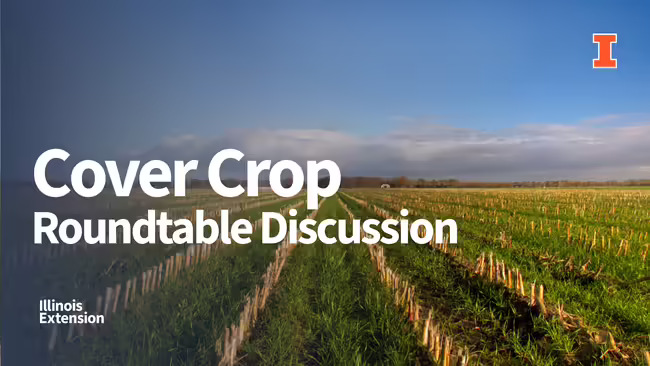 cover crop growing in corn stubble