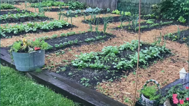 Raised beds in an urban Farm setting