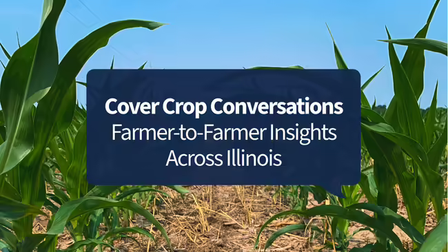 Photo of corn growing with cover crops in between
