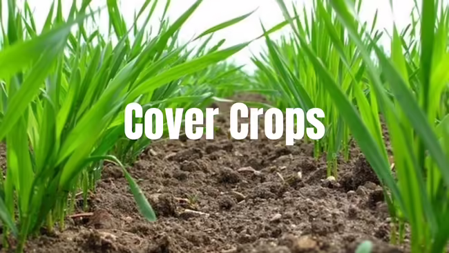 Cover Crops - Field