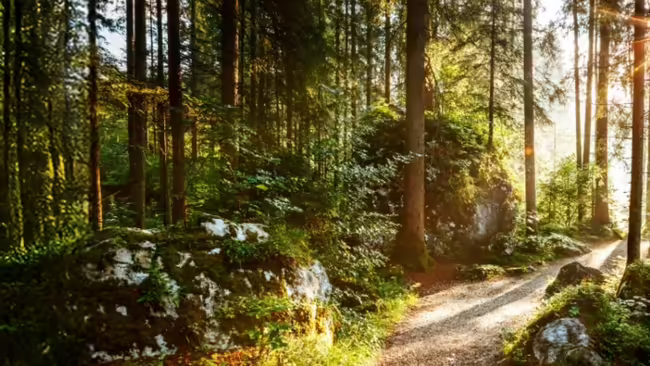 Sunny Forest