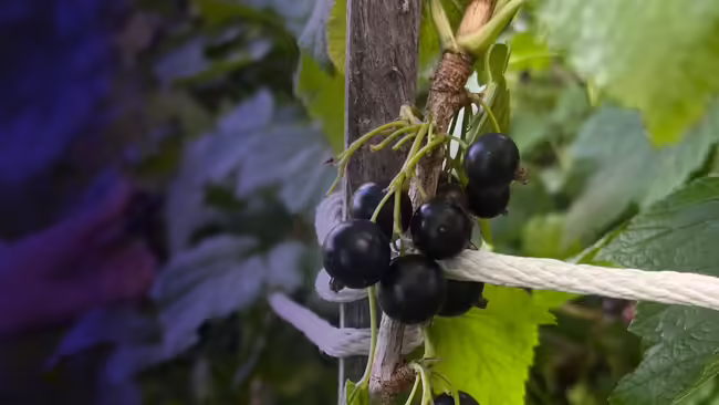 Black Currants