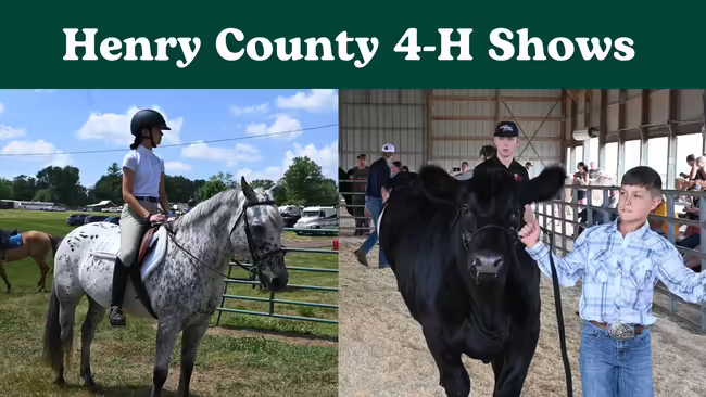 4-H member on a horse, black steer being led by a boy in the showring