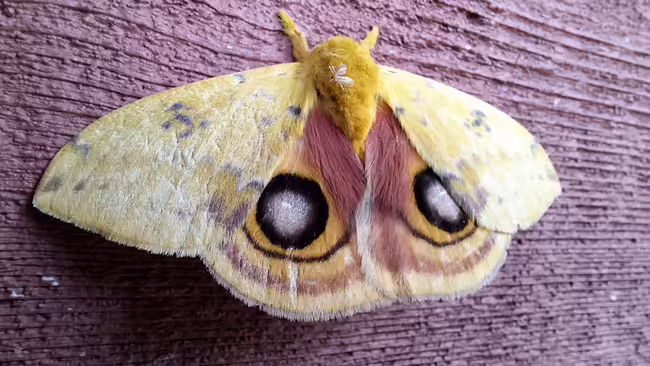 Io moth (Automeris io) with eyespots on hindwing