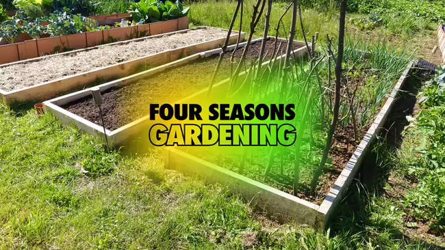 Looking at a raised bed garden set up in a yard, some filled with soil and some have plants