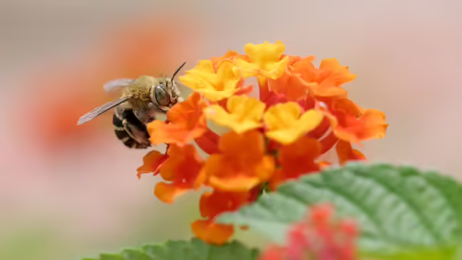 Bee gathering pollen from an orange and yellow plant