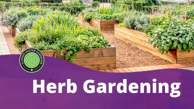 Raised garden beds